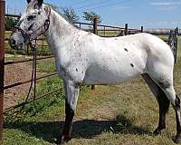 bay-roan-star-horse