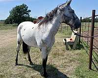 all-around-appaloosa-horse