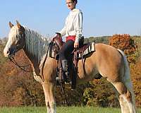 chestnut-white-stripe-mane-tail-horse