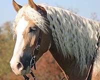 driving-haflinger-horse