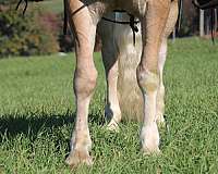 english-pleasure-haflinger-horse