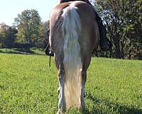 flashy-haflinger-horse