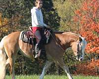 jumping-haflinger-horse