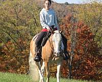 pleasure-driving-haflinger-horse