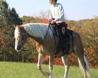 ridden-english-haflinger-horse