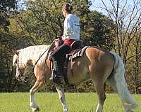 ridden-western-haflinger-horse