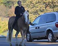 trail-haflinger-horse