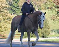 trail-riding-haflinger-horse