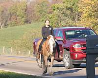 western-dressage-haflinger-horse