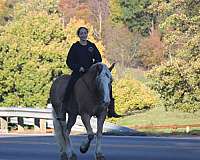 western-pleasure-haflinger-horse