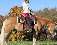 western-dressage-haflinger-horse