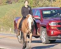 white-stripe-mane-tail-horse