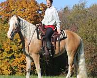 jumping-haflinger-horse