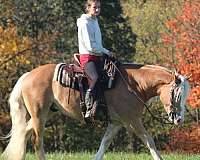 driving-haflinger-horse