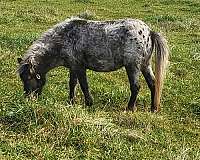 double-registered-show-appaloosa-horse