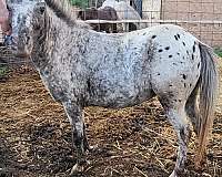 blk-miniature-horse