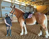 illinois-belgian-horse