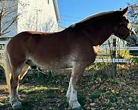 illinois-gelding