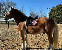 draft-belgian-horse