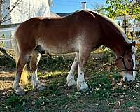 trail-belgian-horse