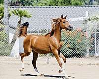 chestnut-strip-4-white-socks-horse