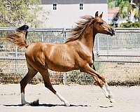 all-around-arabian-horse