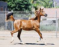 breeding-arabian-horse