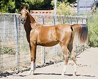 endurance-arabian-horse