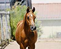 halter-arabian-horse