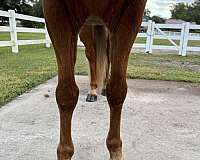 beginner-tennessee-walking-horse