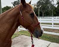 lesson-tennessee-walking-horse