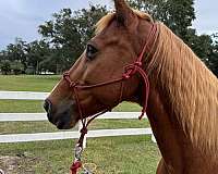 gaited-tennessee-walking-horse