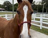 longe-line-tennessee-walking-horse