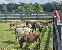 ranch-paso-fino-pony