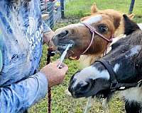 chestnut-paint-stallion-foal