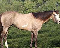 buckskin-rodeo-q-horse