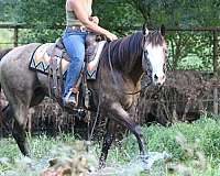 buckskin-overo-horse