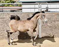 all-around-arabian-horse