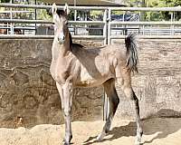 grey-back-sock-horse