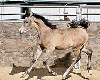 barrel-racing-arabian-horse