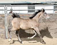 breeding-arabian-horse