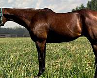 hunter-under-saddle-appendix-horse