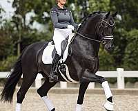 massive-warmblood-horse