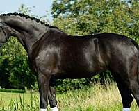 amazing-warmblood-horse