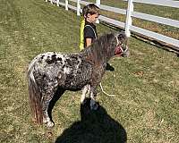 grey-dapple-spotted-horse