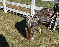 kidsafe-miniature-horse