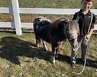 therapy-miniature-horse