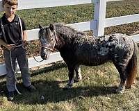 miniature-horse