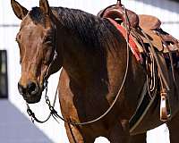 bay-roan-see-pics-horse