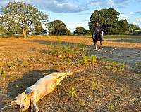 bay-roan-see-pics-horse